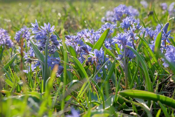 Flowering Blue Squill Lawn Early Spring Bee — Stock Photo, Image