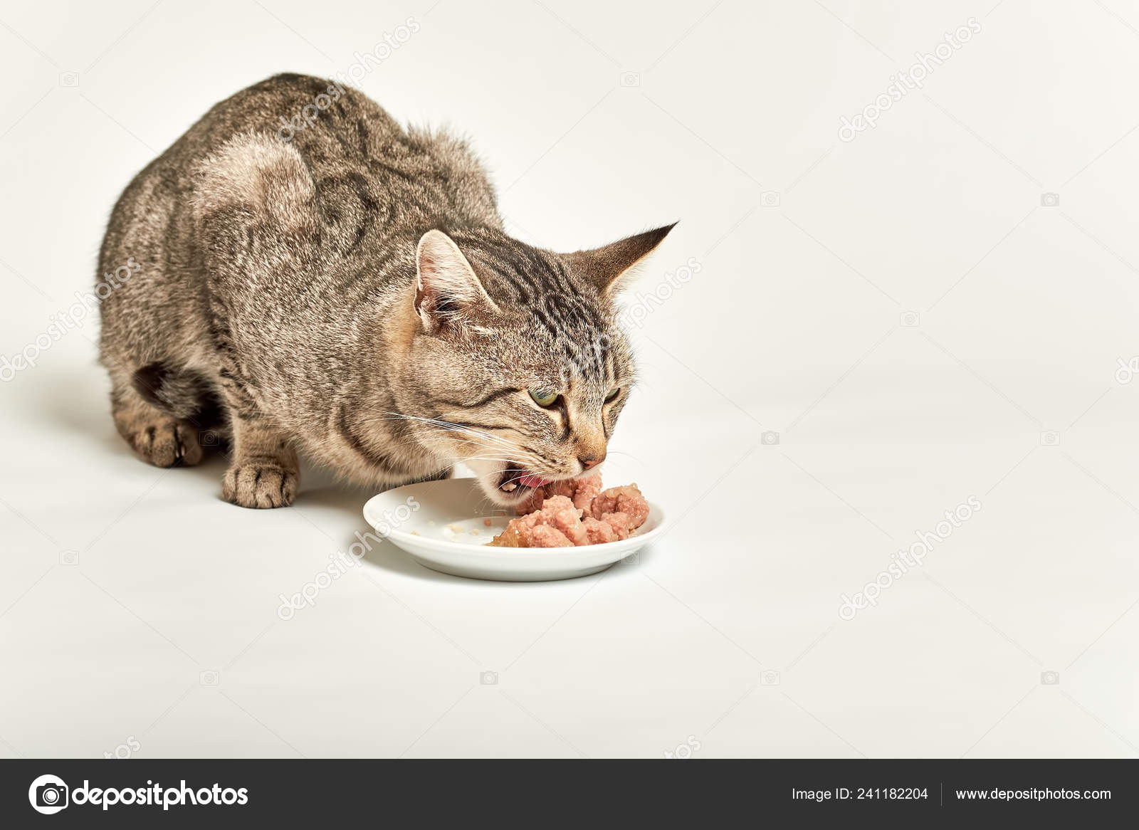 Cat eating wet food 2025