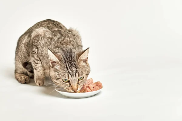 Gato Mesa Comer Comida Tigela Fundo Branco — Fotografia de Stock