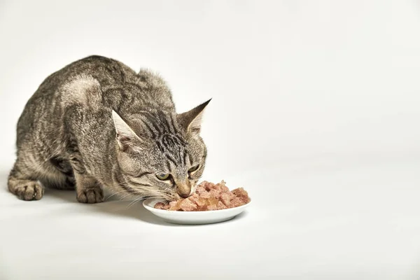 Gri tekir kedi--dan kase beyaz arka plan üzerinde yemek yemek