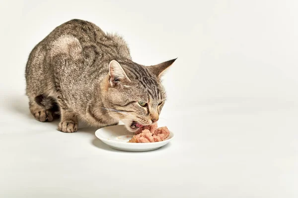 Cinza Gato Tabby Comendo Comida Molhada Tigela Fundo Branco — Fotografia de Stock
