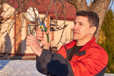 Elinde erken ilkbaharda ağaç dalları budama makası ile komuta sizde