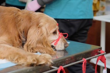 Anestezi veteriner kliniğinde ameliyat masasında tarafından yalan eski kırmızı spaniel köpek