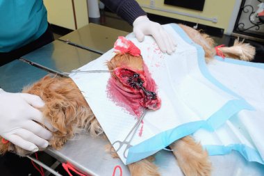 büyük hematom tümör köpeklerin bacaklarında kesti. Kaldırma cerrahi olarak.
