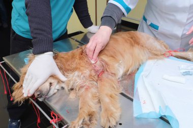 Hemşire el köpekler bacak yaraya Ameliyattan sonra davranır.