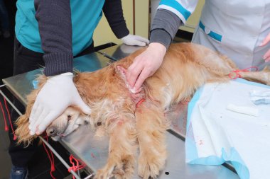 Hemşire el Rus İspanyol bacak yaraya Ameliyattan sonra davranır.