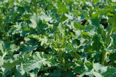 çok genç colza baharda yakın