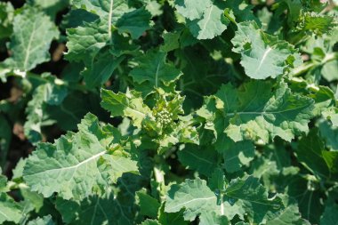 çok genç kolza baharda yakın