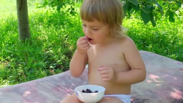 Menina Bonito Come Amoreira Fresca Livre Verão Dia Ensolarado — Vídeo de Stock