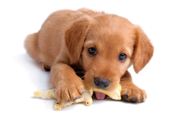 Rus Spaniel Puppy kemiriyor tavuk ayaklar oyuncak beyaz üzerinde izole
