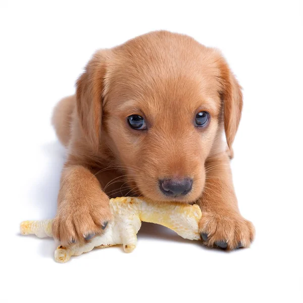 sekiz hafta eski Rus Spaniel köpek yavrusu tavuk ayaklar oyuncak