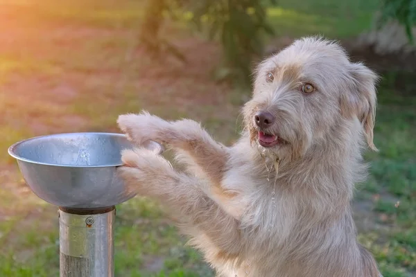 White dog drinks water from fountain in park outdoors. Summer heat