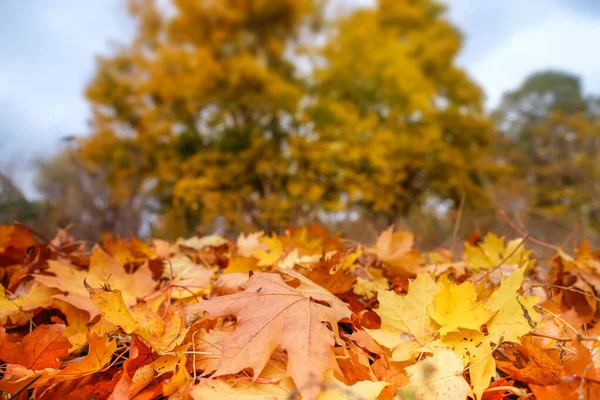 Herbstlandschaft mit gelben Bäumen und Laub auf dem Boden im Park. — Stockfoto