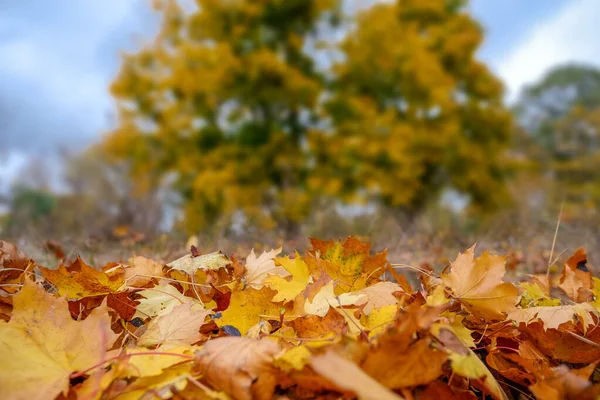 Bewolkt herfstlandschap met gele bomen en gebladerte op de grond in het park. — Stockfoto