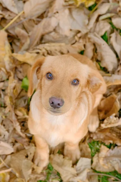 Retrato de filhote de cachorro russo spaniel caça sentado nas folhas de outono . — Fotografia de Stock