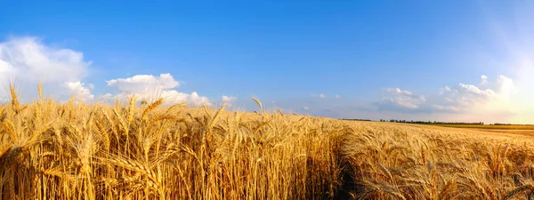 Panorama fält av gyllene vete på kuperad terräng och traktor spår på blå himmel bakgrund med vita moln — Stockfoto