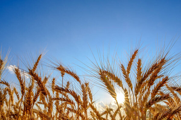 Золотые спелые колосья пшеницы вечером на поле на солнце и голубом фоне неба.