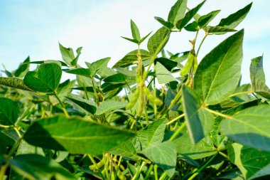 Gökyüzü arka planındaki soya fasulyesi tarlasında yetişmemiş taze soya tohumları. Ekinlerin filizlendiği dönem. Alternatif biyoyakıt.