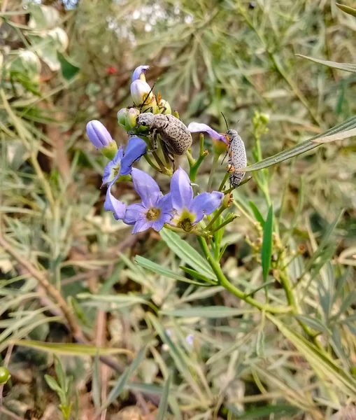 Life in the backyard, fauna and flora