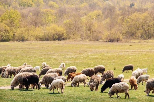 Herd of sheep grazing on spring meadow — Stock Photo, Image