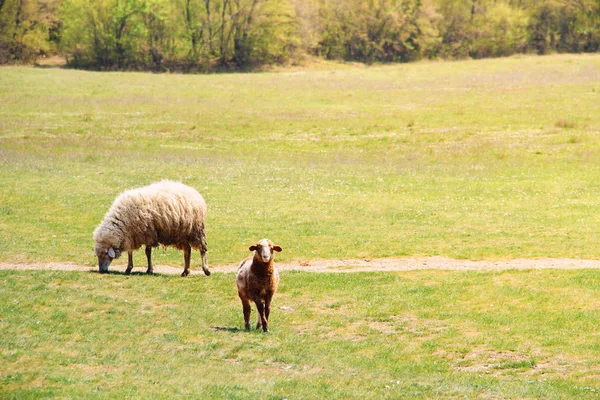 Ovelhas e cordeiro único em olhar na grama verde — Fotografia de Stock