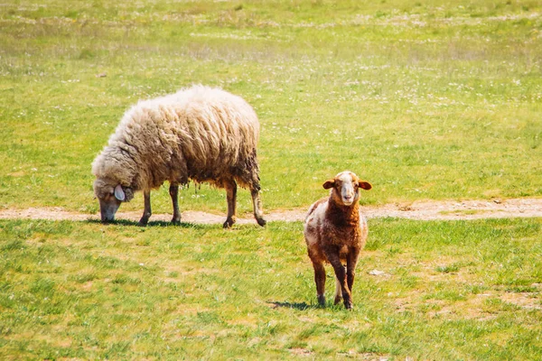 Juh- és a tavaszi füvön keres egy bárány — Stock Fotó