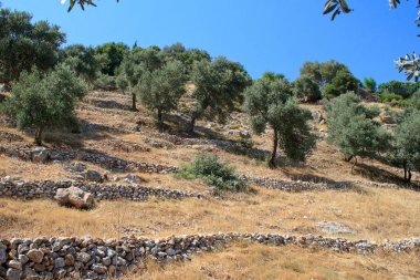 yamaç üzerinde kayalık çitler ile zeytinlik