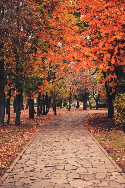 秋の木道は赤く染まり — ストック写真