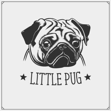 Şirin Pug köpek portre. Evcil hayvan dükkanı için amblemi. T-shirtler için baskı tasarımı.