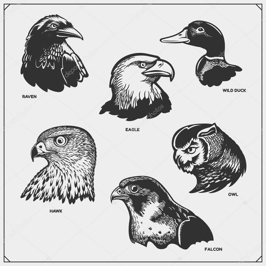 Set of birds. Raven, eagle, owl, falcon, hawk and duck.