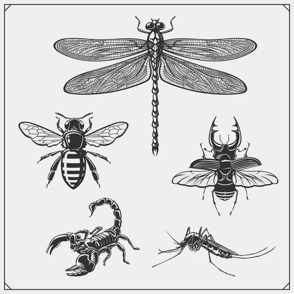 Capung Lebah Kalajengking Dan Kumbang Vektor Ilustrasi Desain Cetak Untuk - Stok Vektor