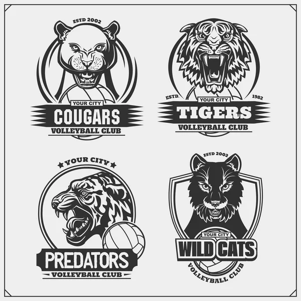 Odznaky Volejbal Štítky Konstrukční Prvky Sportovní Klub Ztělesní Cougar Divokou — Stockový vektor