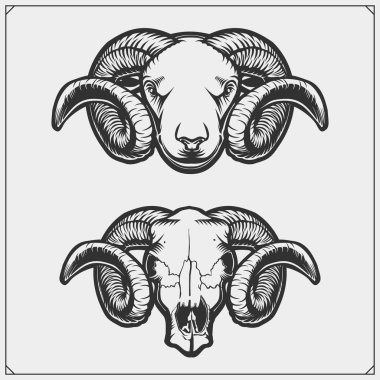 Rams ve kafatası koç güzel dönen boynuzları ile. Vektör çizimi.