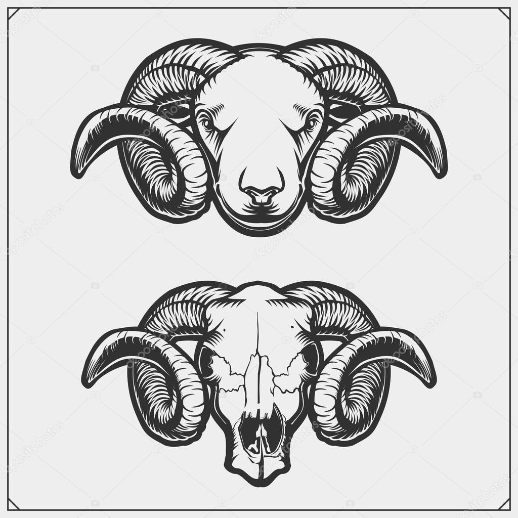 Rams and skull ram with with beautiful swirling horns. Vector illustration.
