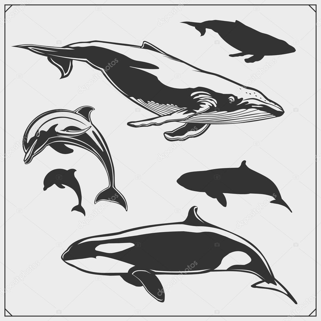 Vector set of sea animals. Dolphin, grampus silhouettes.