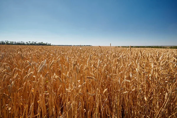 Campo Grano Raccolto Grano — Foto Stock