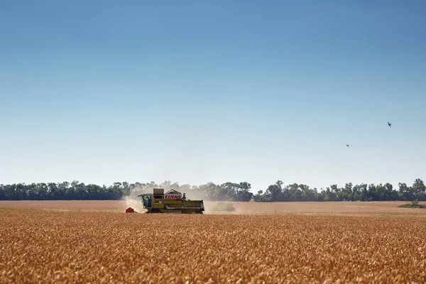 Weizenfeldernte Durch Mähdrescher — Stockfoto