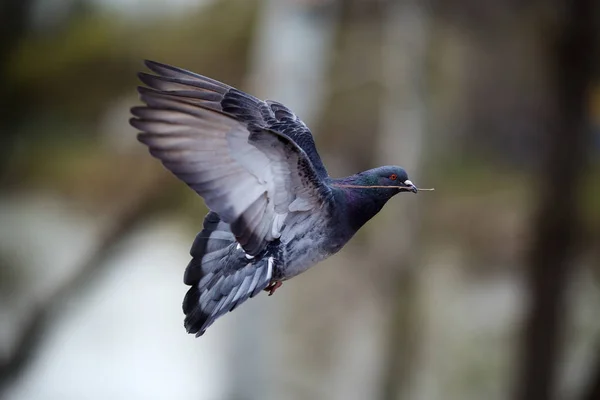 Bird, Dove flying with a sprig in its beak