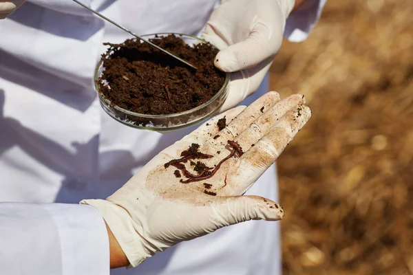 Vermicompost veya vermiculture solucanlar, kırmızı başlamıştı, Beyaz kurt ve solucan