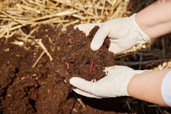 Vermicompost or vermiculture worms, red wigglers, white worms, and earthworms