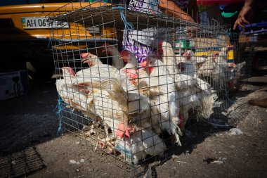  İçinde belgili tanımlık kafes marketten tavuk