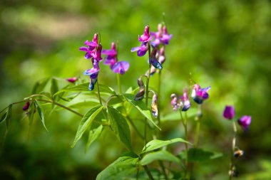  Ormanda Mor Bahar Çiçekleri