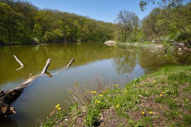 Yaprak döken ormanda peyzaj gölü