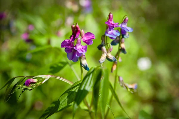 Purple Spring Flowers Forest — Stock Photo, Image