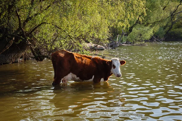 Krowa płodzi w jeziorze — Zdjęcie stockowe