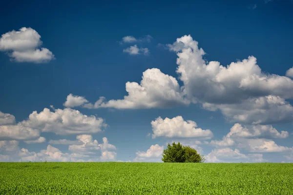 春天的风景。绿麦田，孤独的树和天空与云 — 图库照片