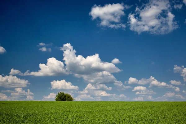 春天的风景。绿麦田，孤独的树和天空与云 — 图库照片