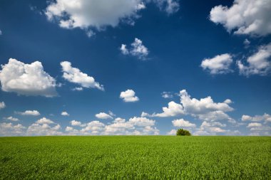 Bahar manzarası. Yeşil buğday tarlası, yalnız ağaç ve bulutlarla gökyüzü