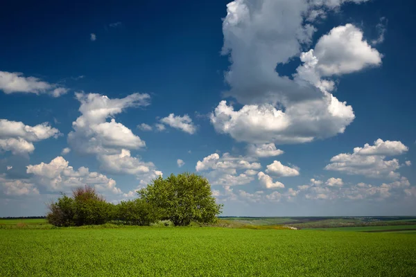 春天的风景。绿色的麦田，孤独的树木和天空与云 — 图库照片