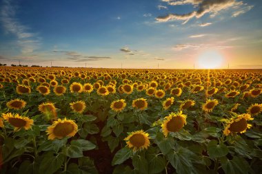  Tarlada ayçiçeği çiçekleri